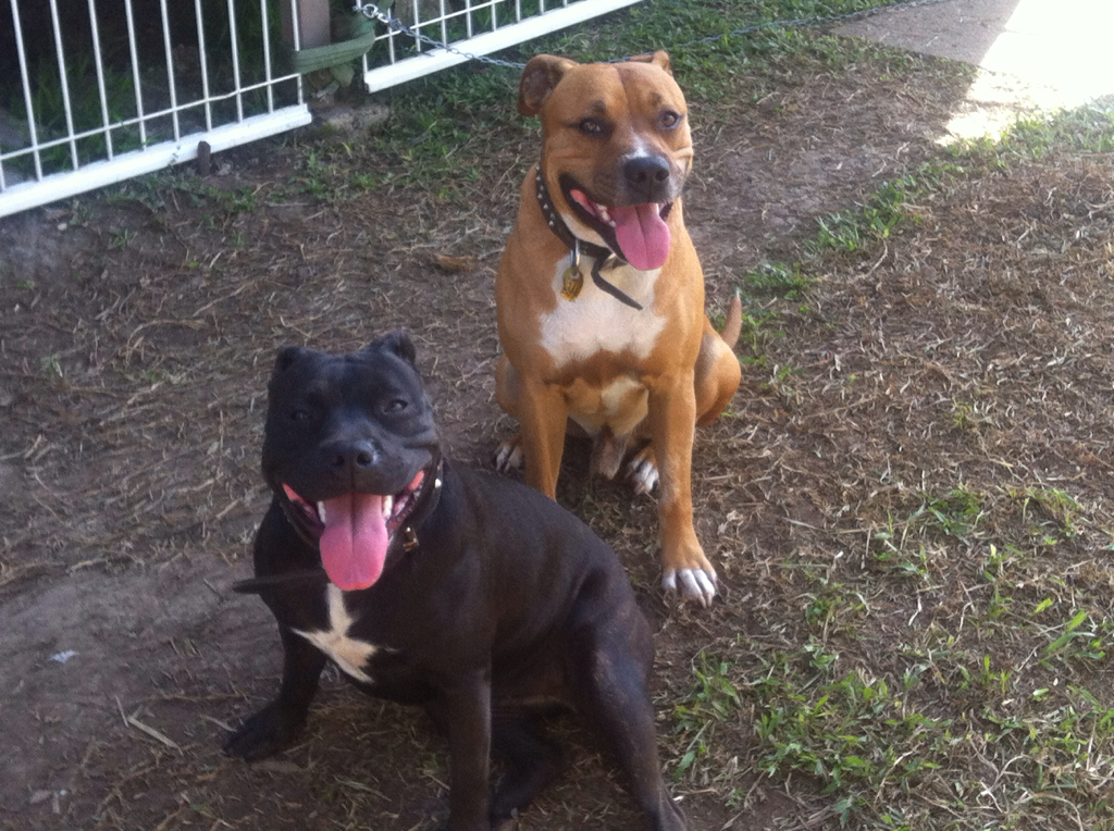 American staffy english sales staffy