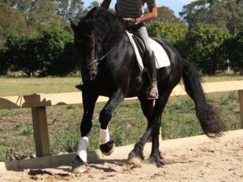 "Melie" - Other Breeds Stallion (Black) | Horses For Sale ...
